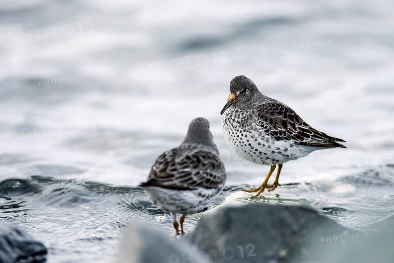 Rock sandpipers (Calidris ptilocnemis)