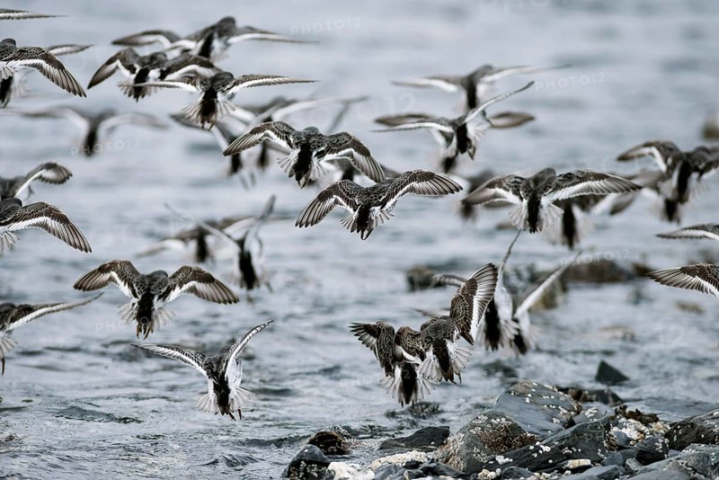 A flock of Rock sandpipers (Calidris ptilocnemis)
