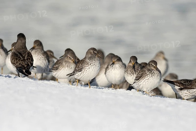 A flock of Rock sandpipers (Calidris ptilocnemis)