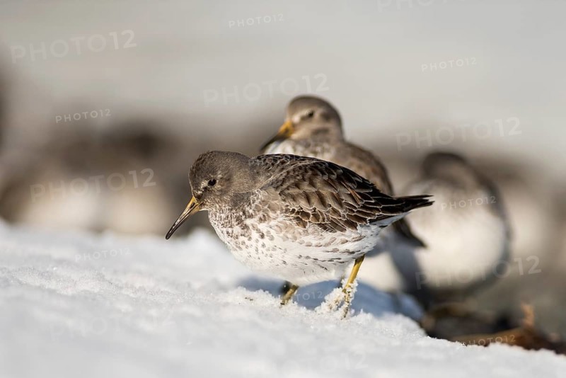Rock sandpipers (Calidris ptilocnemis)