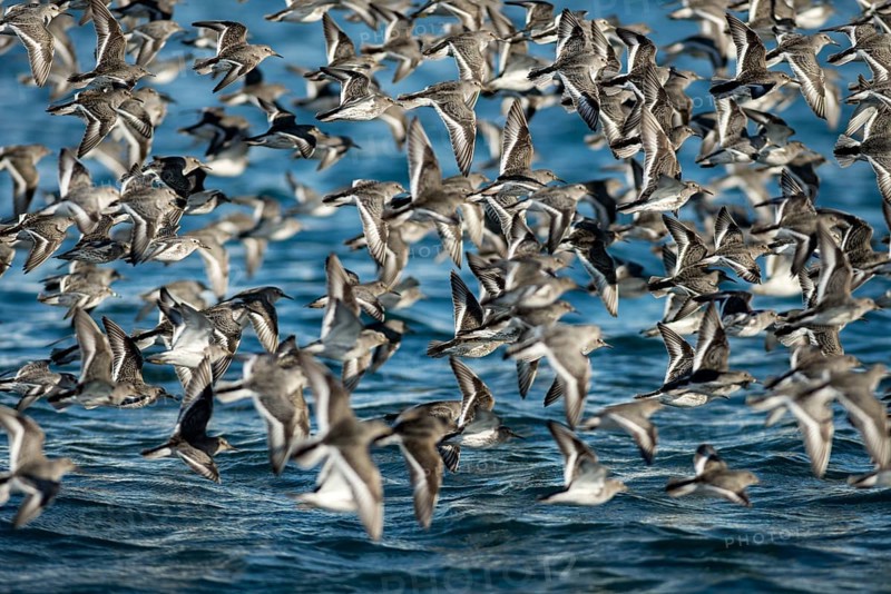 A flock of Rock sandpipers (Calidris ptilocnemis)