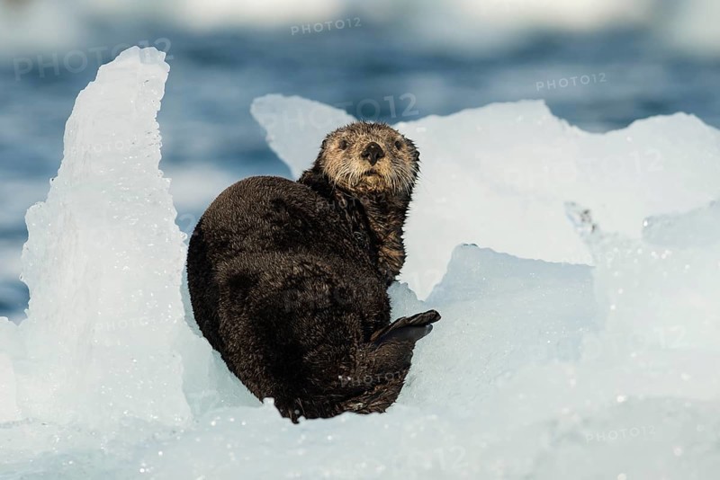 Sea otter (Enhydra lutris)