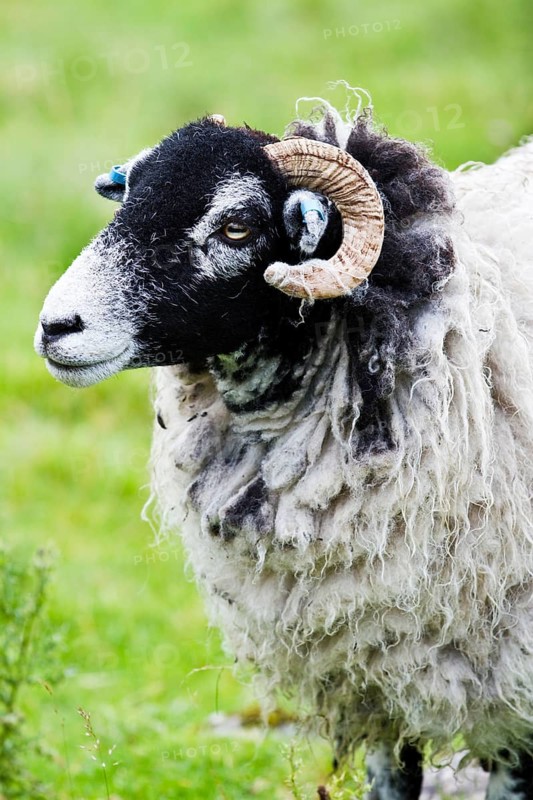Scottish Blackface sheep