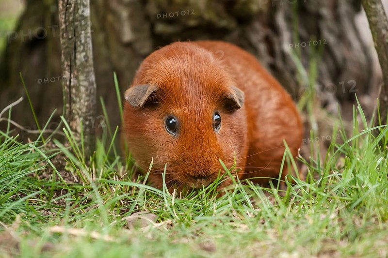 Single-coloured red Smooth Coated Guinea Pig