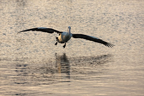 Australian Pelican (Pelecanus conspicillatus) landing on water