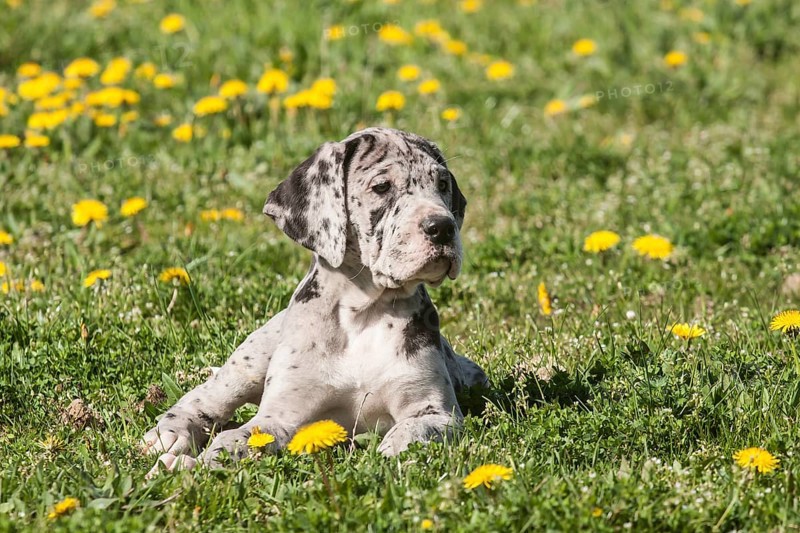 Great Dane