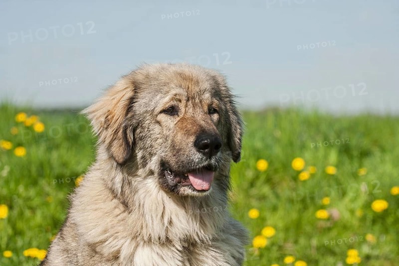 Caucasian Shepherd Dog