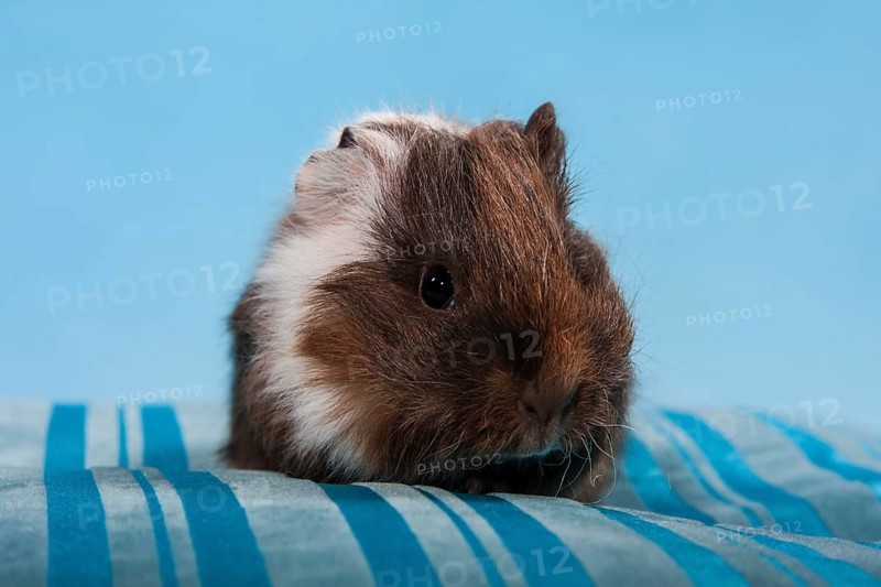 Swiss Teddy Guinea Pig or CH-Teddy