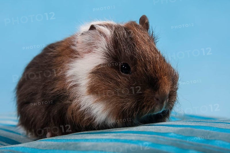 Swiss Teddy Guinea Pig or CH-Teddy
