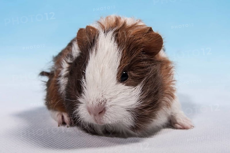 Swiss Teddy Guinea Pig or CH-Teddy