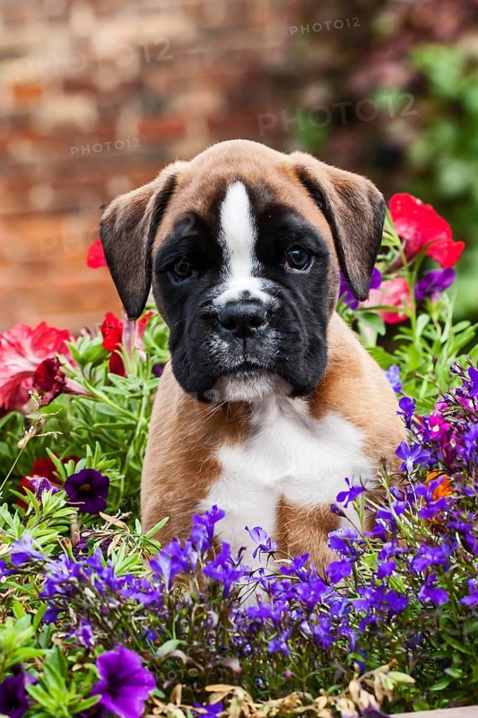 Boxer puppy