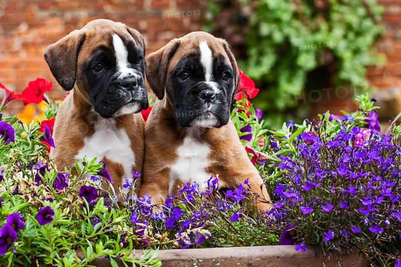 Boxer puppies