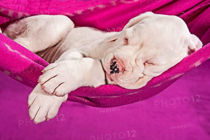 Boxer dog