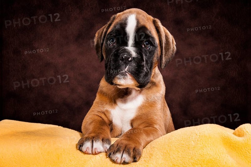 Boxer dog