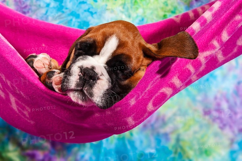 Boxer dog