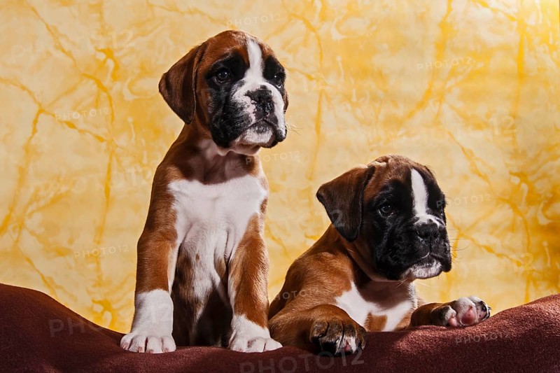 Two Boxer dogs