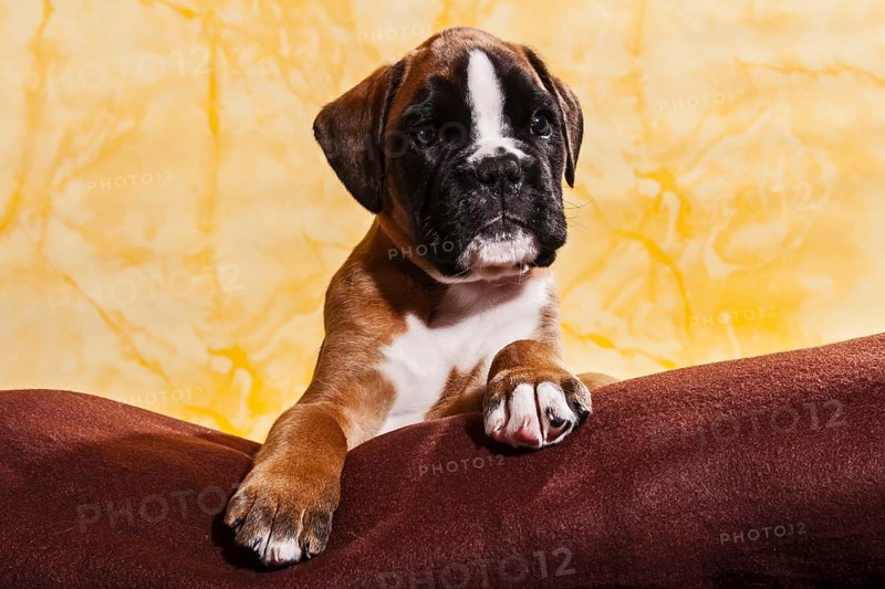 Boxer dog