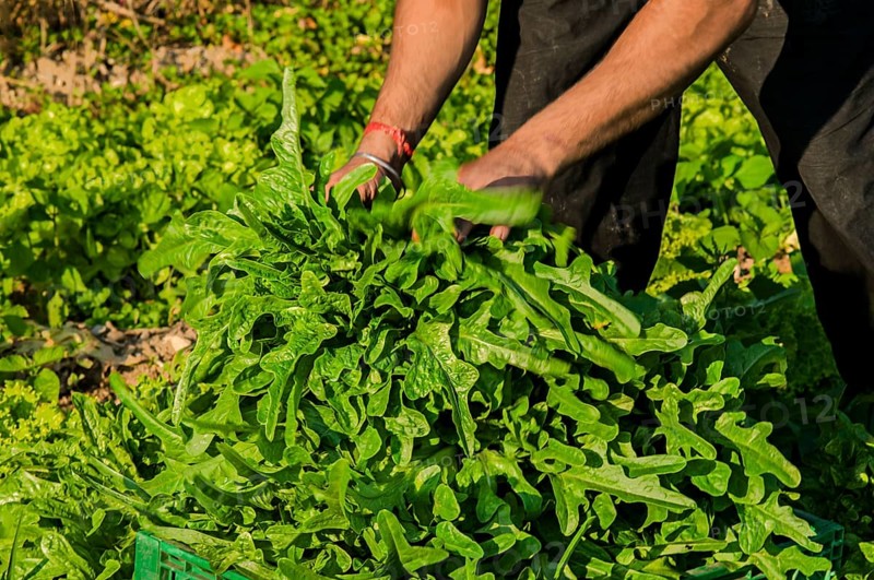 Organic lettuce