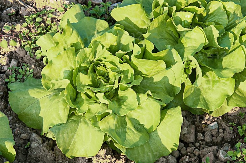 Organic salad in the field