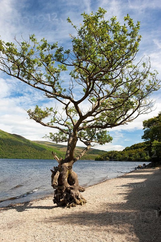 Gnarled tree standing at the shore
