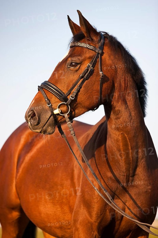 Austrian Warmblood