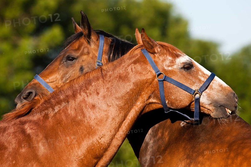 Austrian Warmbloods