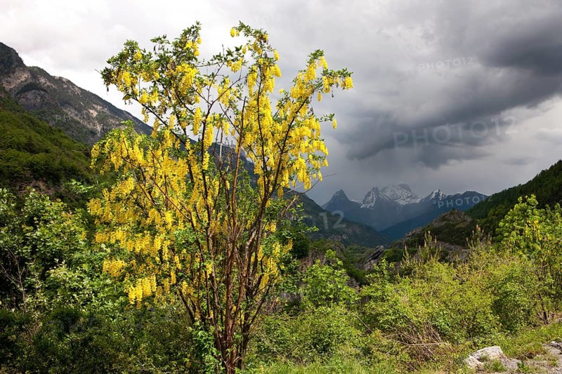Common Laburnum