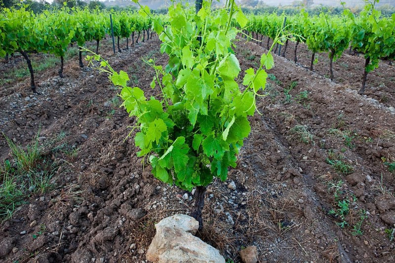 Common Grape Vine (Vitis vinifera)