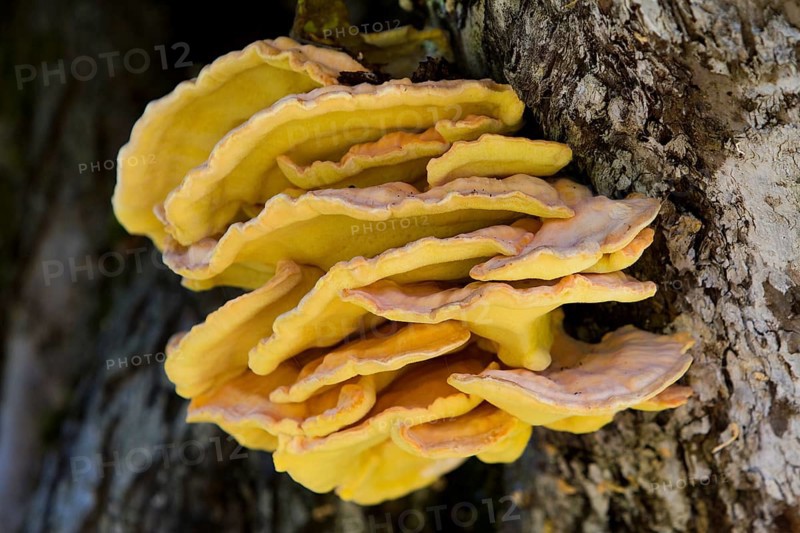 Sulphur Polypore
