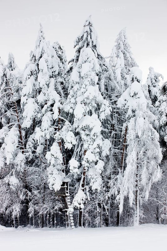 Raised hide in a snow-covered forest