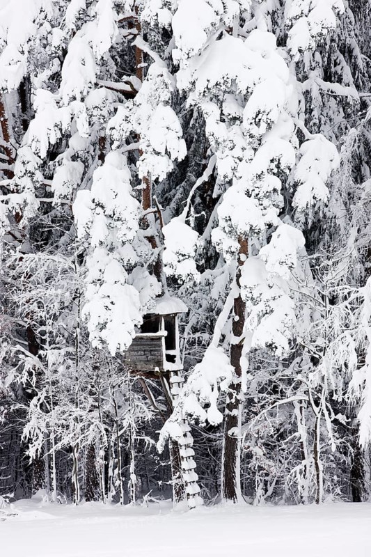 Raised hide in a snow-covered forest
