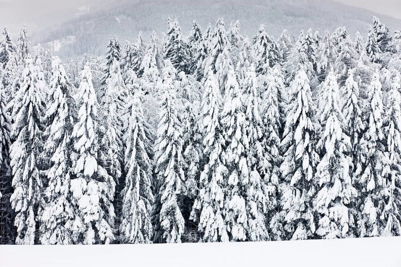 Snow-covered forest