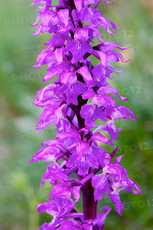 Elder-flowered Orchid (Dactylorhiza sambucina)