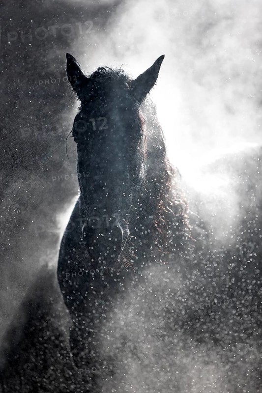 Friesian gelding