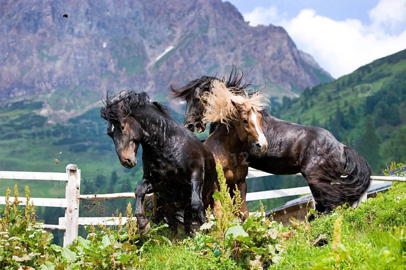 Noriker stallions during a ranking battle on an alpine pasture