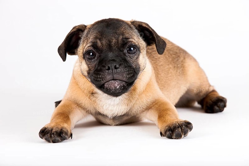 Retro Pug puppy