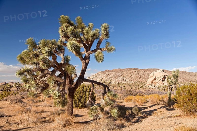 Joshua tree (Yucca brevifolia) in landscape of Hidden Valley