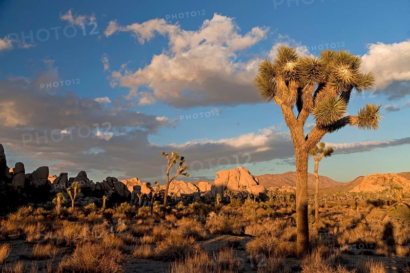 Hidden Valley with Joshua trees (Yucca brevifolia) and rocks