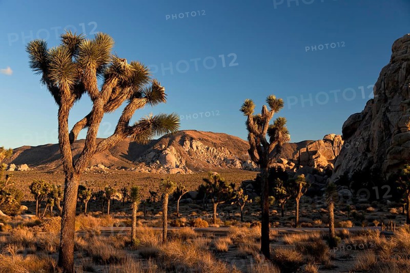 Hidden Valley with Joshua trees (Yucca brevifolia) and rocks