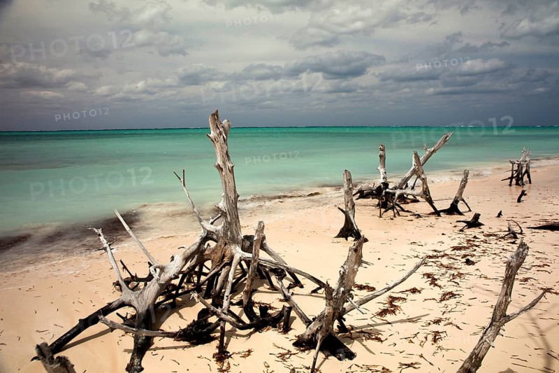 Dead trees on the beach