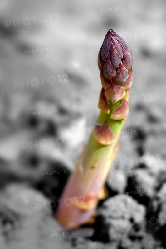 Fresh asparagus spears growing in a field