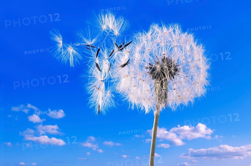 Dandelion clock against blue sky