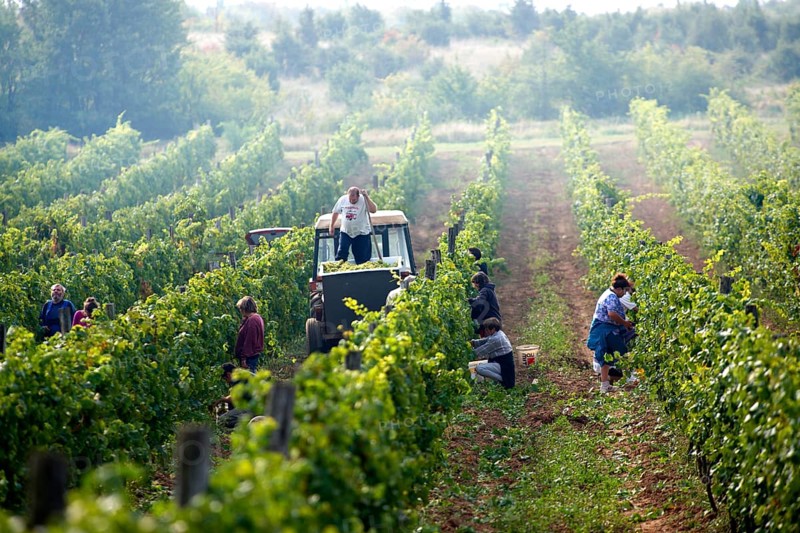 Grape harvest in the Balaton hills vineyards