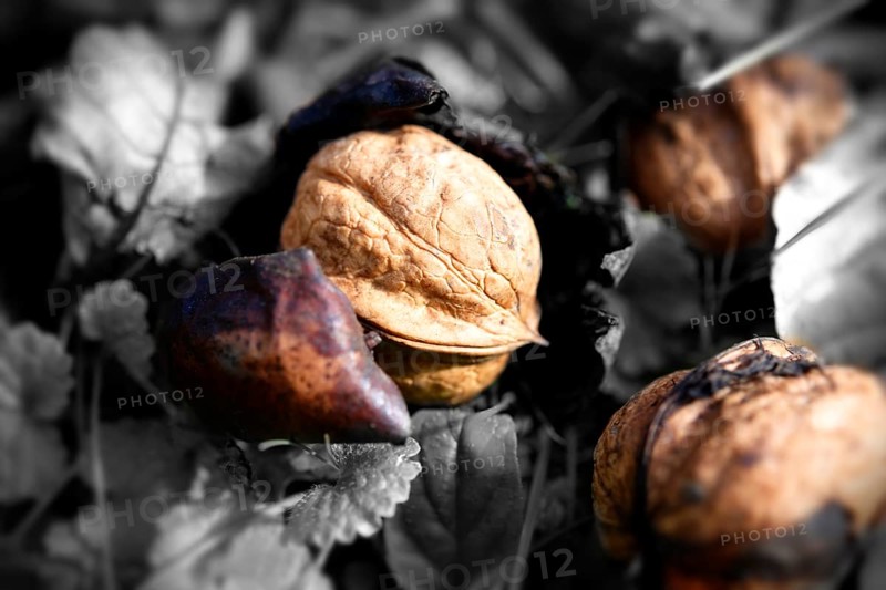 Fresh Walnuts (Juglans regia)