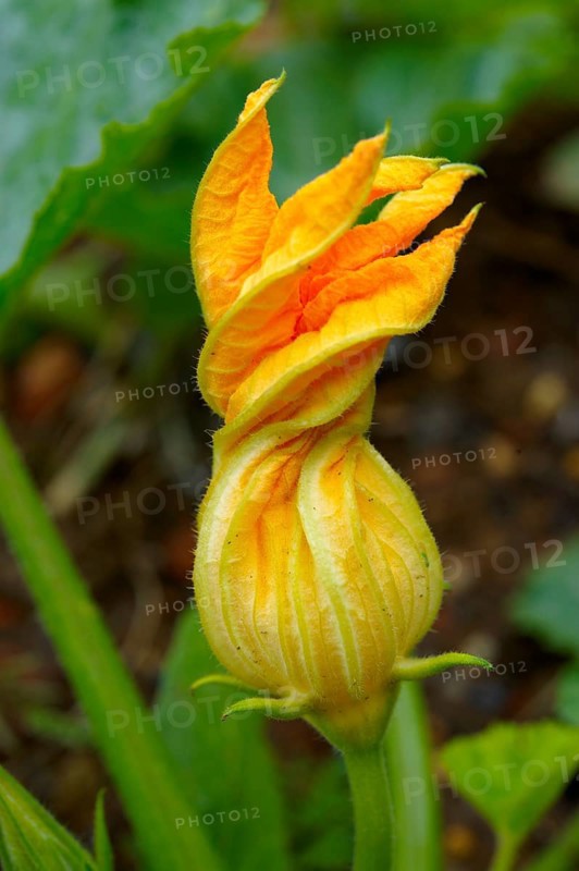 Marrow flower