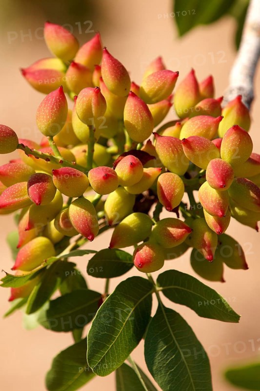 Pistachio fruits (Pistacia vera)