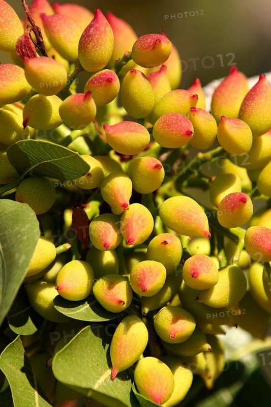 Pistachio fruits (Pistacia vera)