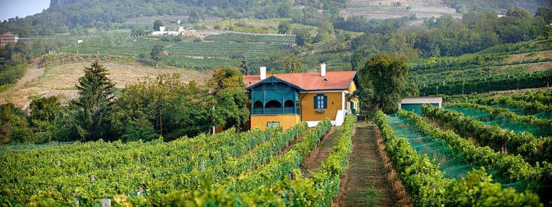 Wine cellar in the Badacsony vineyards