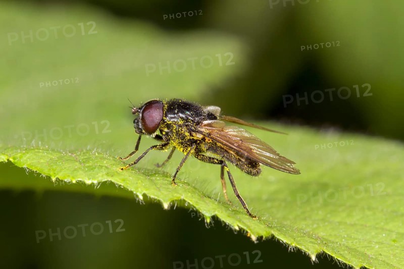 Hoverfly (Cheilosia sp.)
