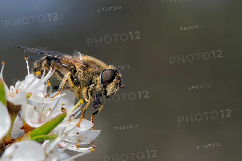 Hoverfly (Eristalis tenax)